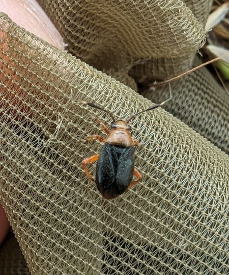 Capsus ater 