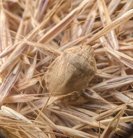Eurygaster maura 