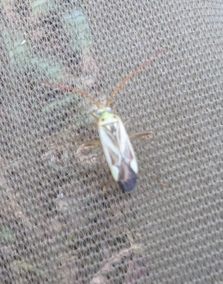 Adelphocoris lineolatus 