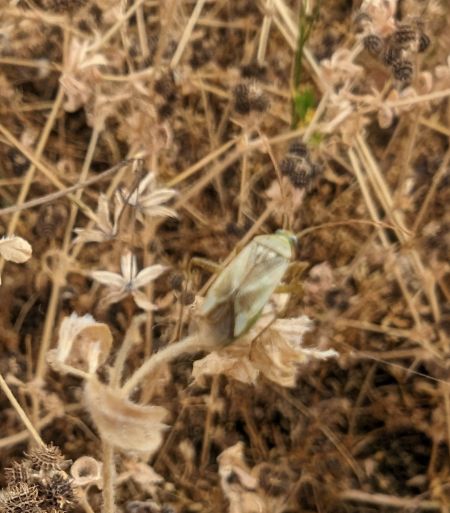 Adelphocoris lineolatus 
