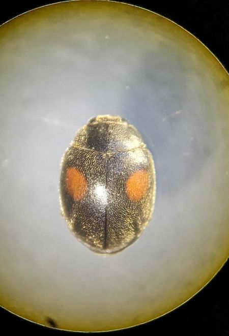 Scymnus sp. 