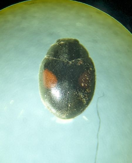 Scymnus sp. 