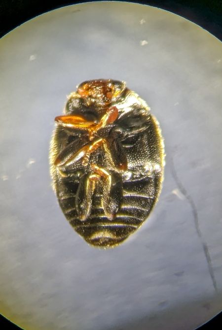 Scymnus sp. 