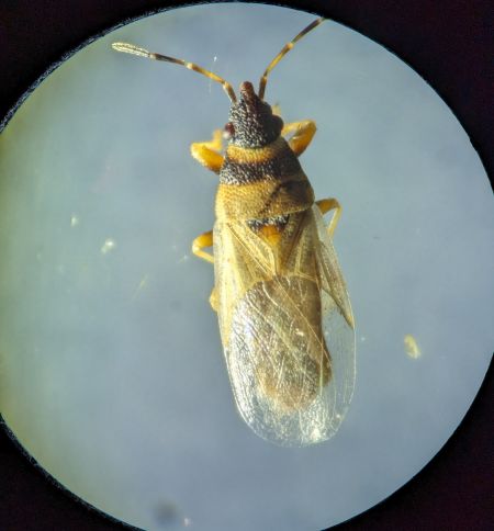 Oxycarenus pallens 