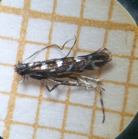 Parectopa ononidis 