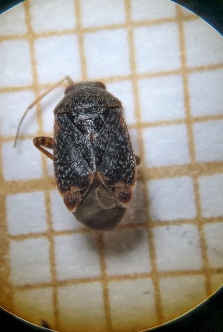 Charagochilus gyllenhalii 
