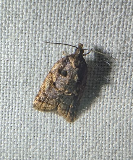 Acleris umbrana 