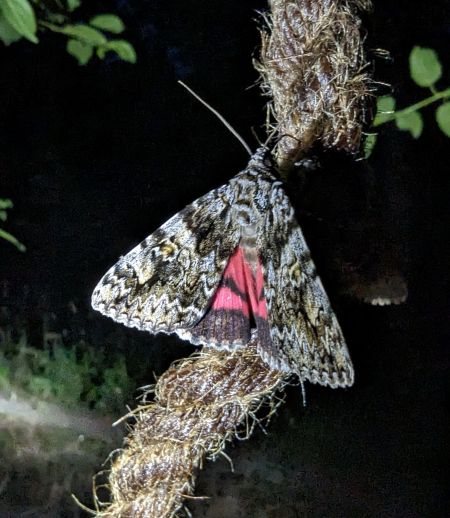 Catocala promissa 