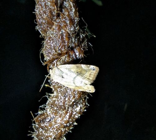 Cosmia affinis 