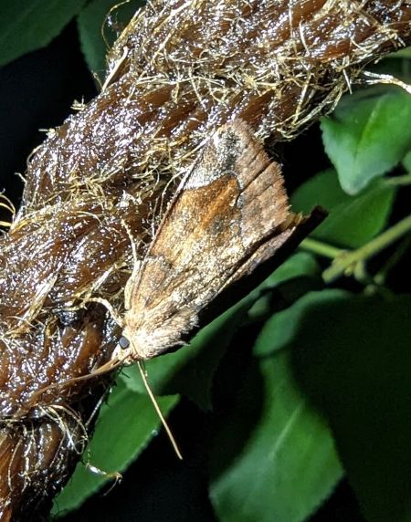 Cosmia pyralina 