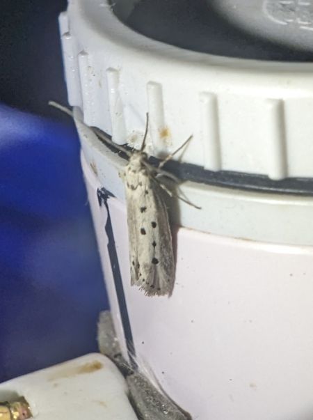 Ethmia terminella 