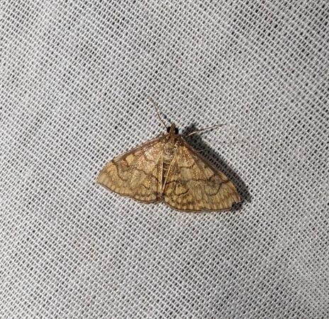Anania verbascalis 