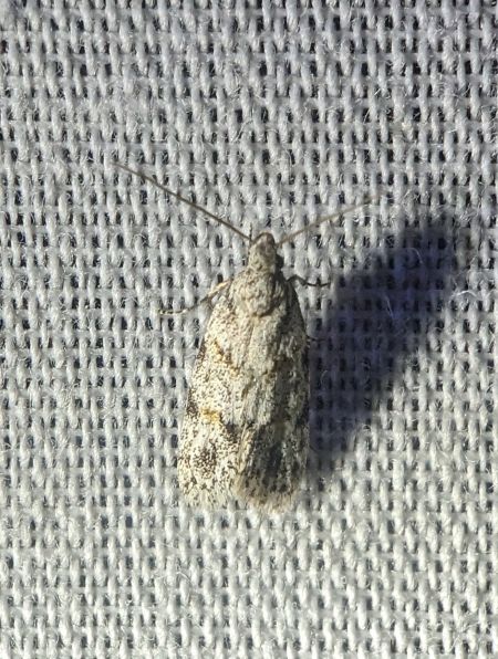 Symmoca signatella 