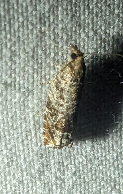 Ancylis achatana 