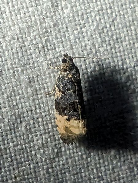 Hedya pruniana 