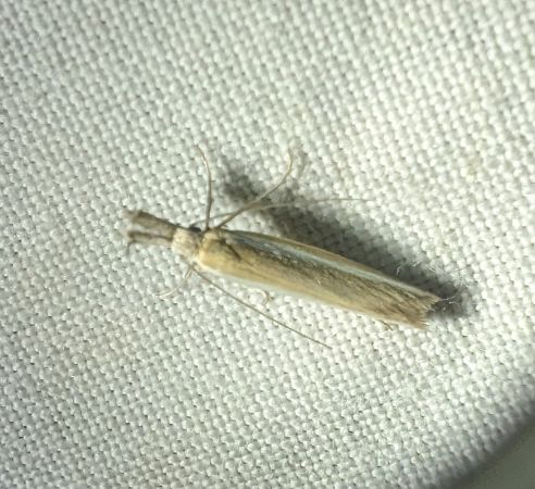Pleurota aristella 