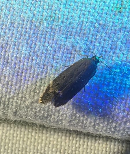 Syncopacma sp. 