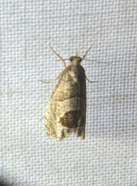 Notocelia uddmanniana 