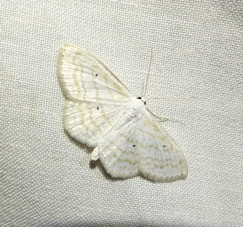 Scopula subpunctaria 
