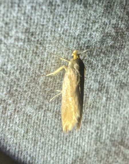 Crassa unitella 