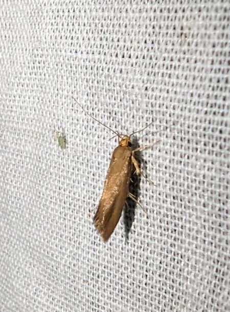 Crassa unitella 