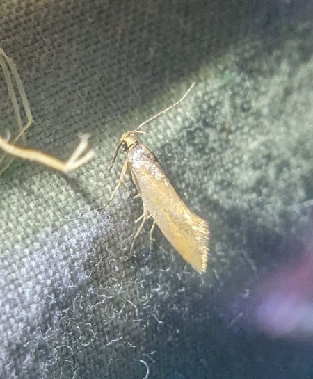 Crassa unitella 