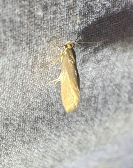 Crassa unitella 