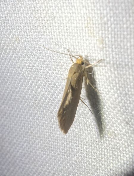 Crassa unitella 