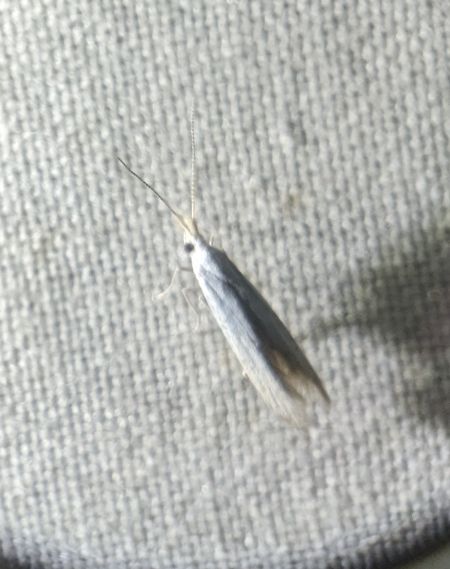 Coleophora indéterminé 