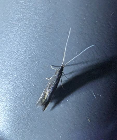 Coleophora sp. 