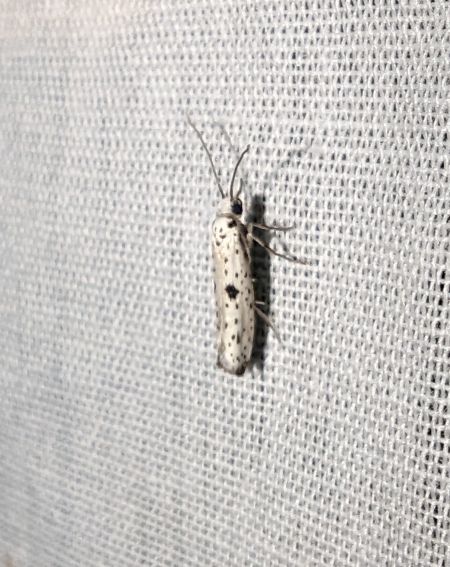 Yponomeuta plumbella 