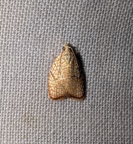 Acleris forsskaleana 
