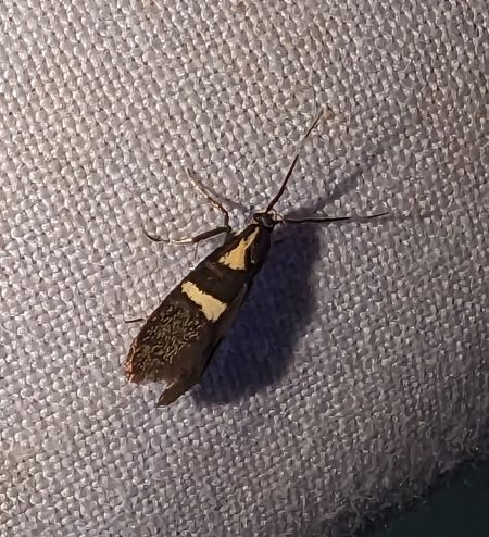 Dasycera oliviella 