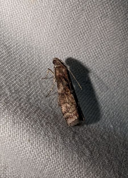 Phycita roborella 