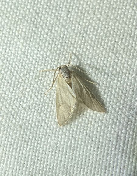 Acentria ephemerella 