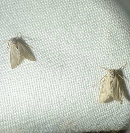 Acentria ephemerella 