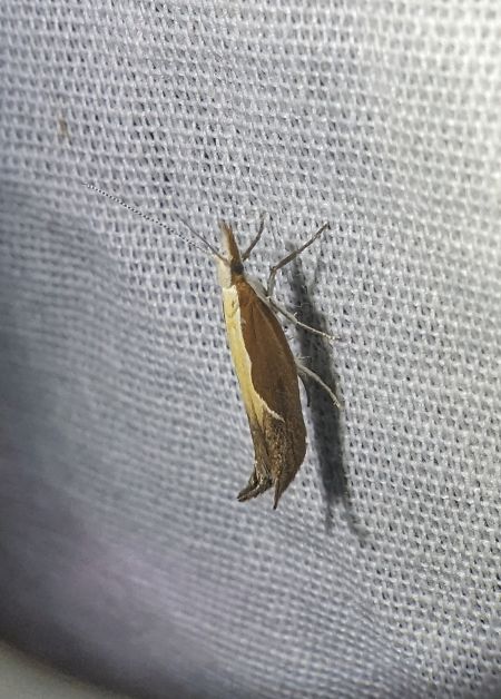 Ypsolopha dentella 