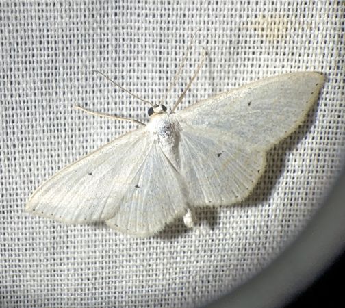 Scopula subpunctaria 