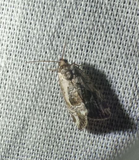 Elaphria venustula 