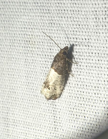 Notocelia roborana 