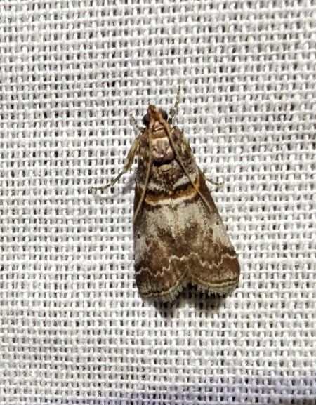 Acrobasis advenella 