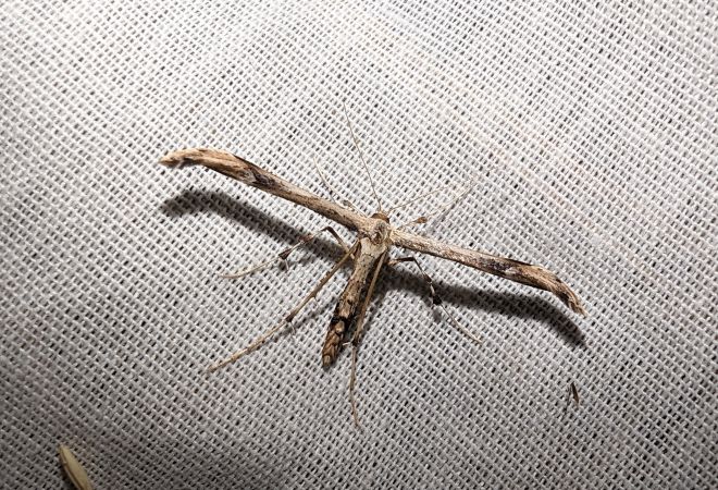 Oidaematophorus lithodactyla 