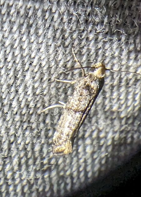 Swammerdamia pyrella 
