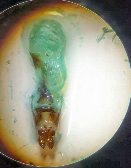 Oligia versicolor 