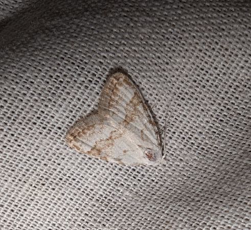 Nola aerugula 