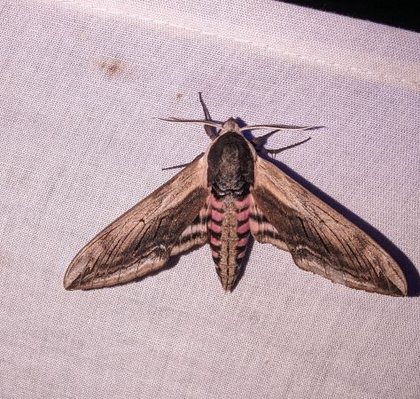 Sphinx ligustri 