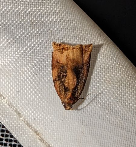 Archips podana 