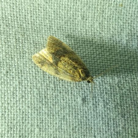 Epagoge grotiana 