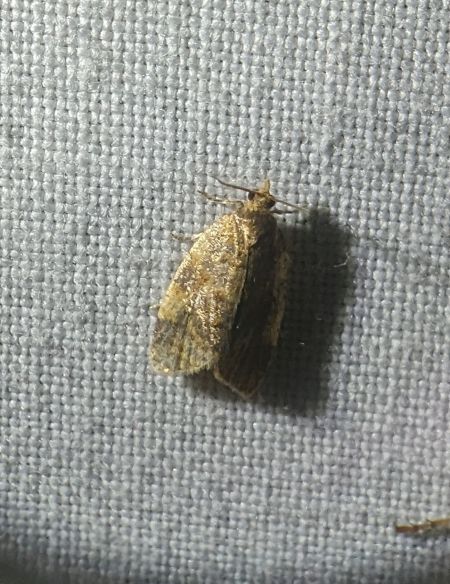 Epagoge grotiana 