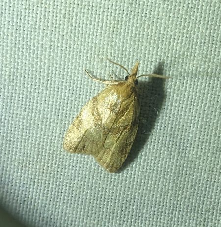 Sparganothis pilleriana 